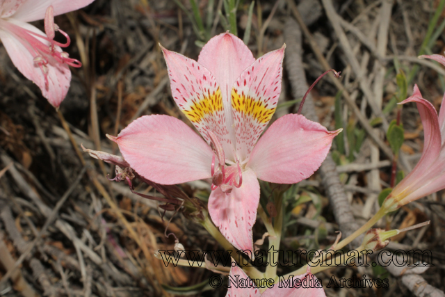 Alstroemeria pallida