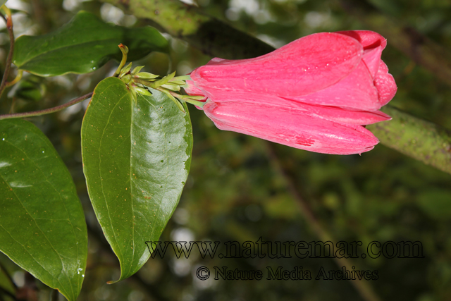 Lapageria rosea