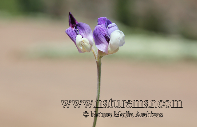 Lathyrus subandinus