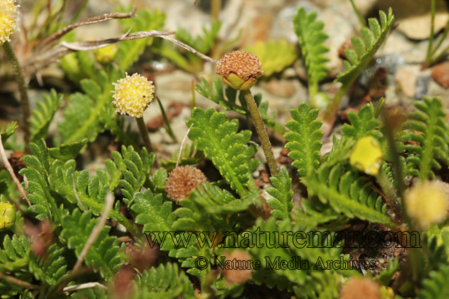 Leptinella scariosa Cass