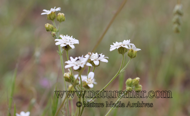 Leucheria cerberoana