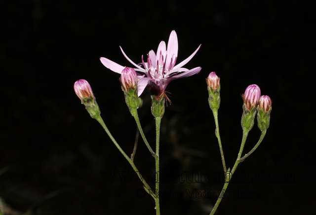 Leucheria coerulescens