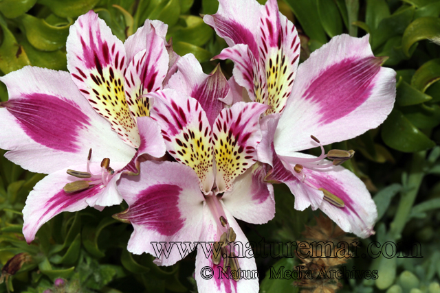 Alstroemeria pelegrina L