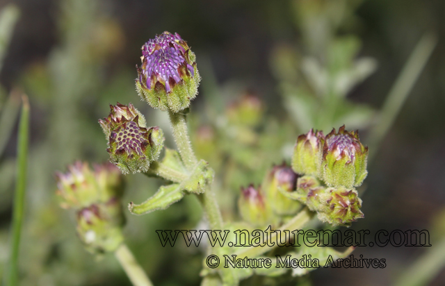 Leucheria runcinata