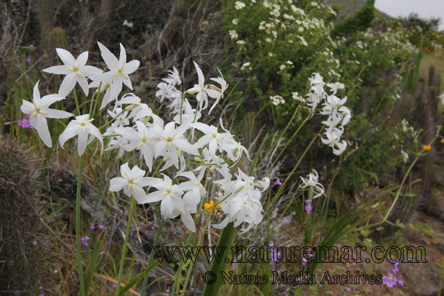 Leucocoryne coquimbensis var. alba