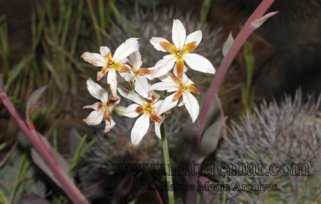 Leucocoryne dimorphopetala (Gay) Ravenna