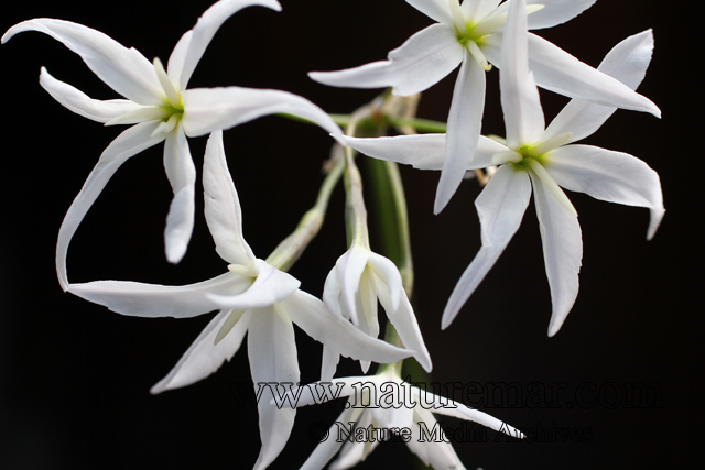 Leucocoryne ixioides