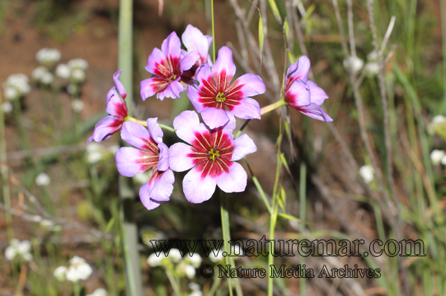 Leucocoryne purpurea Gay