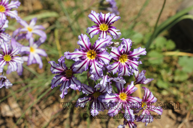 Leucocoryne vittata