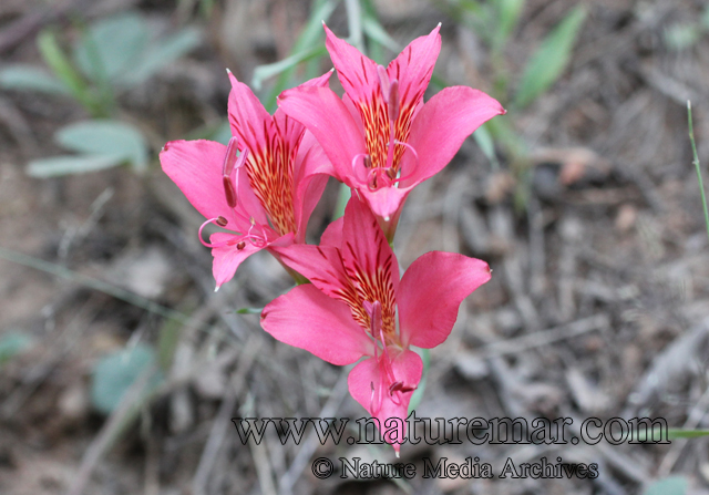 Alstroemeria presliana ssp. Australis