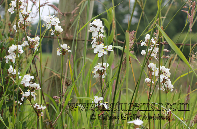 Libertia chilensis