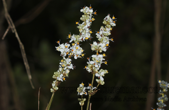 Libertia sessiliflora