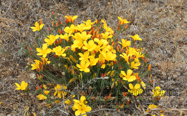 Linum aquilinum Mol