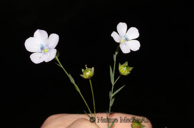 Linum bienne Mill.