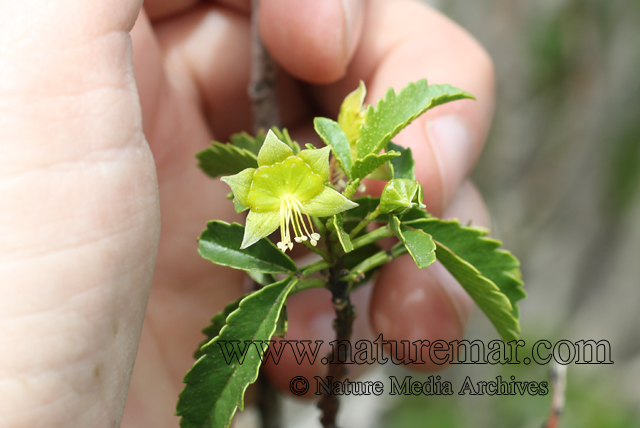 Llagunoa glandulosa (H. et A.) G. Don