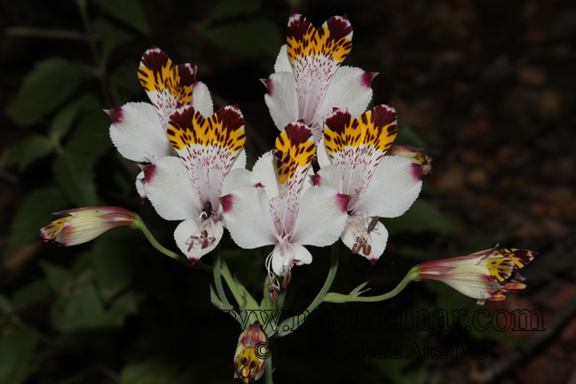 Alstroemeria pulchra