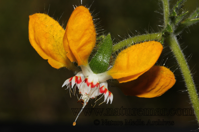 Loasa tricolor