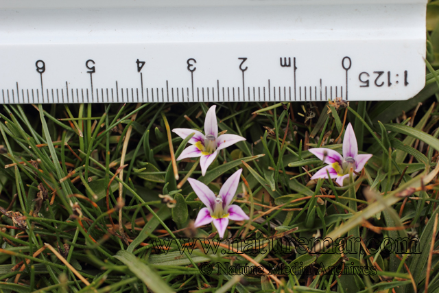 Lobelia oligophylla