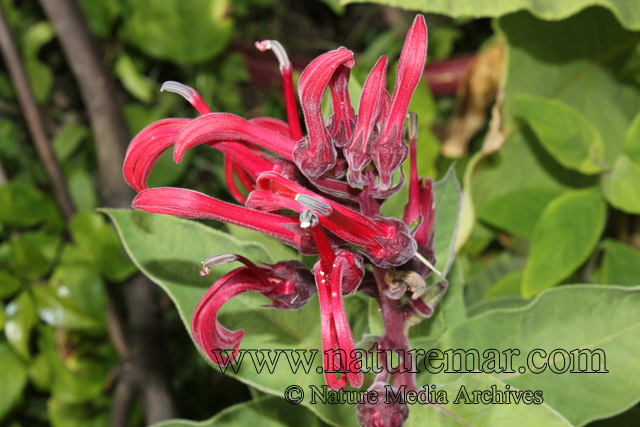 Lobelia tupa