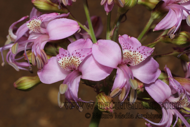 Alstroemeria revoluta