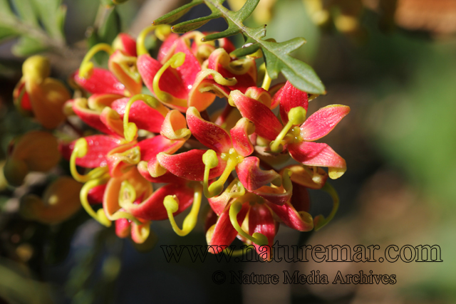 Lomatia ferruginea