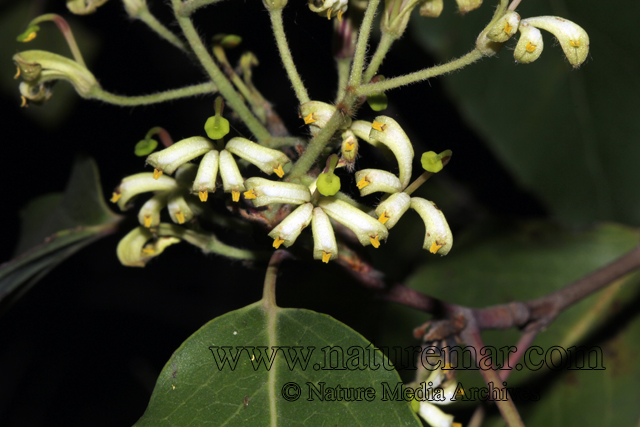 Lomatia hirsuta