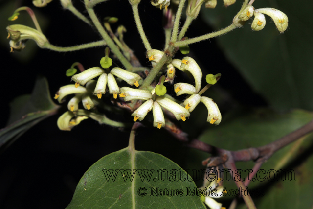 Lomatia hirsuta