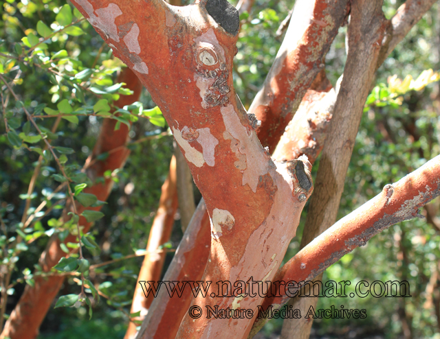 Luma apiculata