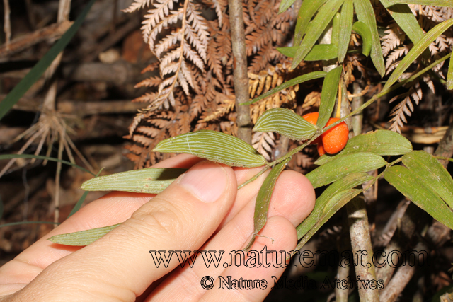 Luzuriaga polyphylla