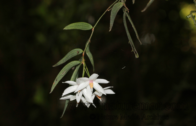 Luzuriaga radicans