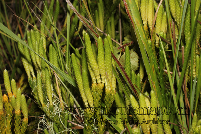 Lycopodium magellanicum