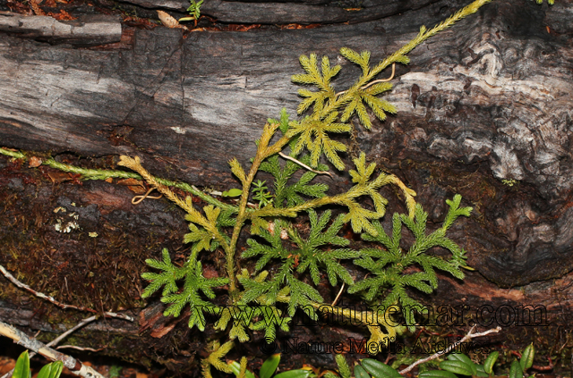 Lycopodium paniculatum