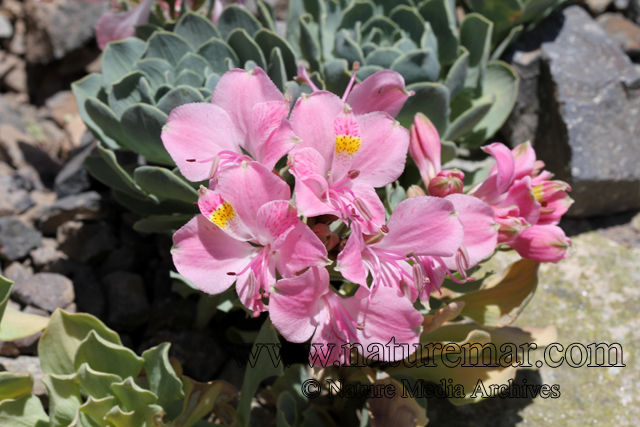 Alstroemeria umbellata Meyen