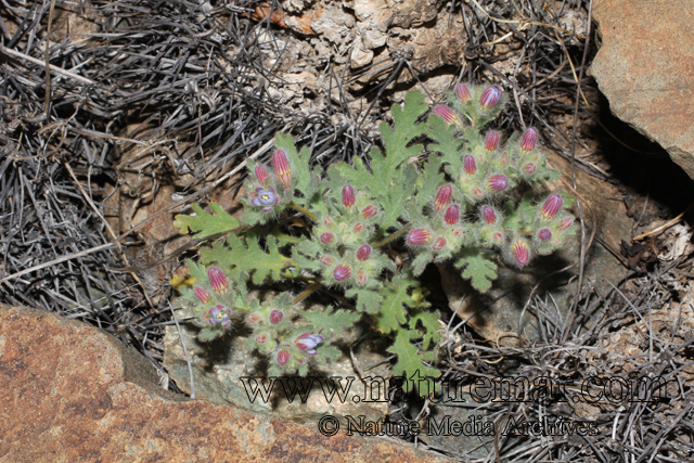 Malesherbia multiflora