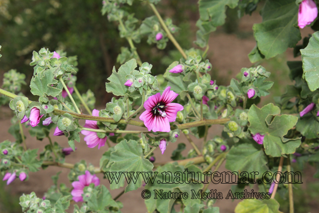 Malva arborea