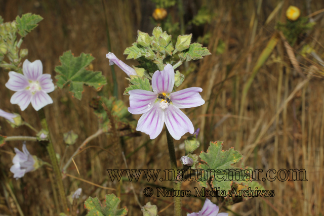 Malva nicaensis