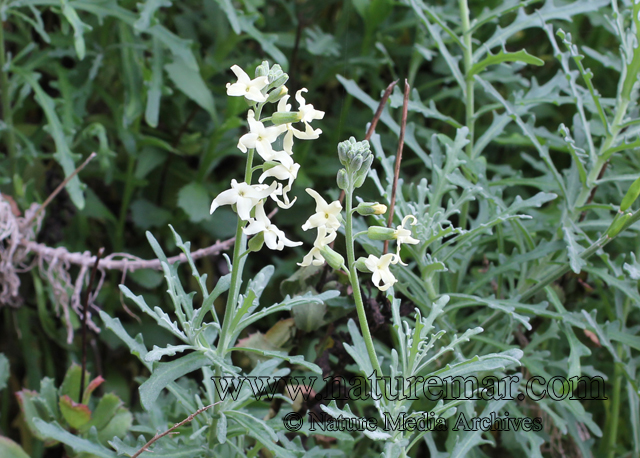 Mathewsia foliosa