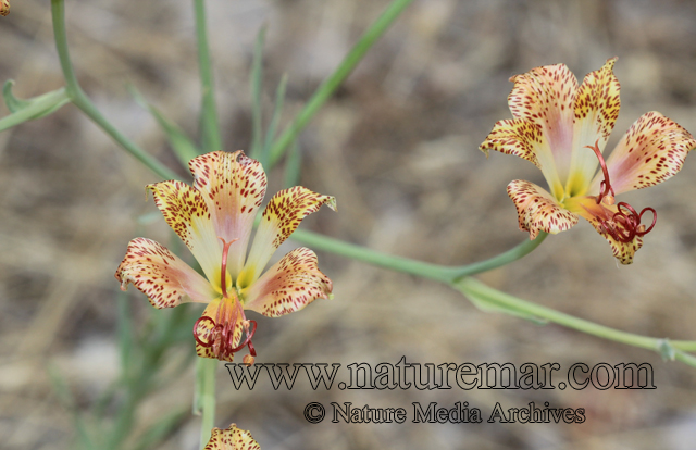 Alstroemeria versicolor