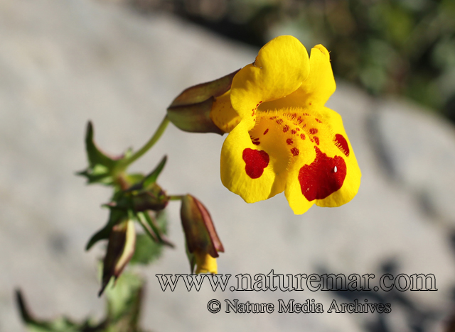 Mimulus luteus