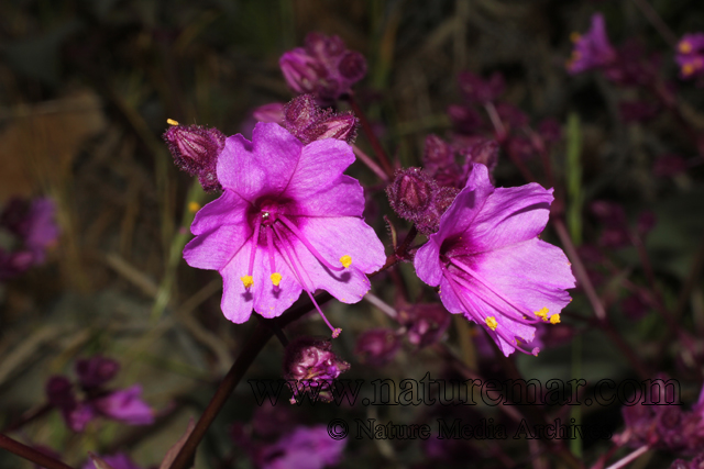 Mirabilis elegans