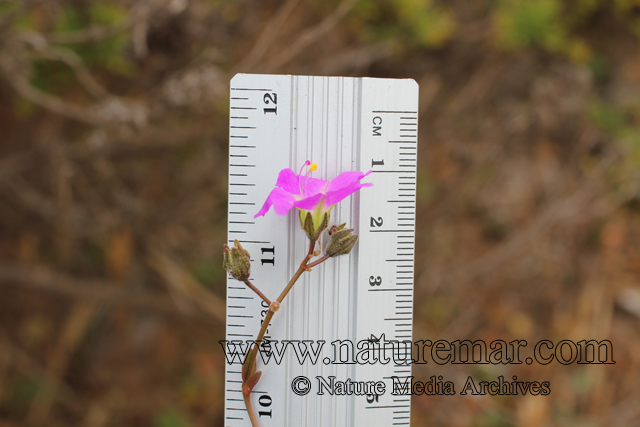 Mirabilis prostrata