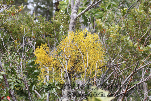 Misodendrum punctulatum