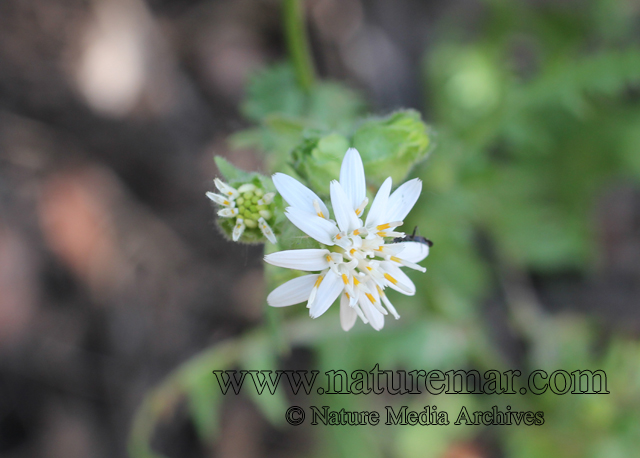 Moscharia pinnatifida