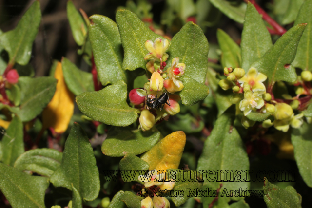 Muehlenbeckia hastulata