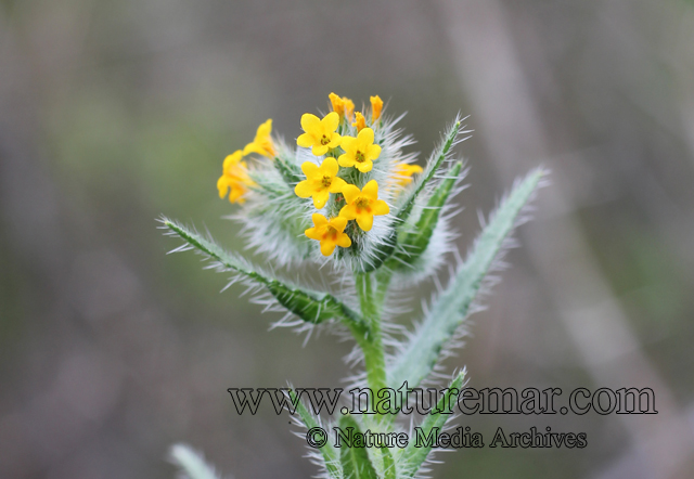 Boraginaceae