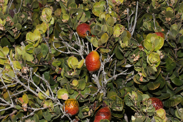 Myrcianthes coquimbensis