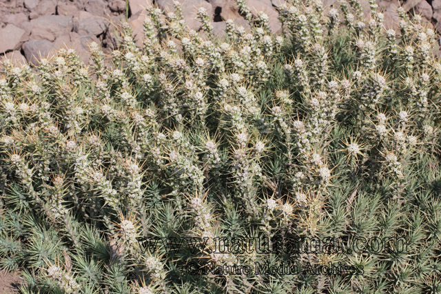 Nassauvia pyramidalis