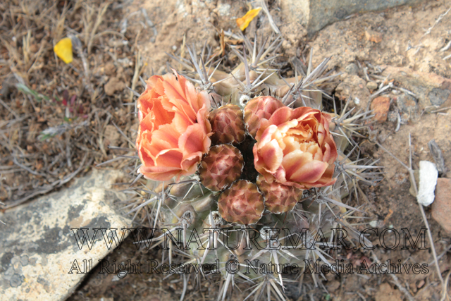 Neoporteria curvispina