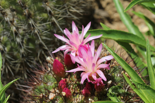 Neoporteria subgibosa