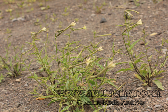 Nicotiana acuminata